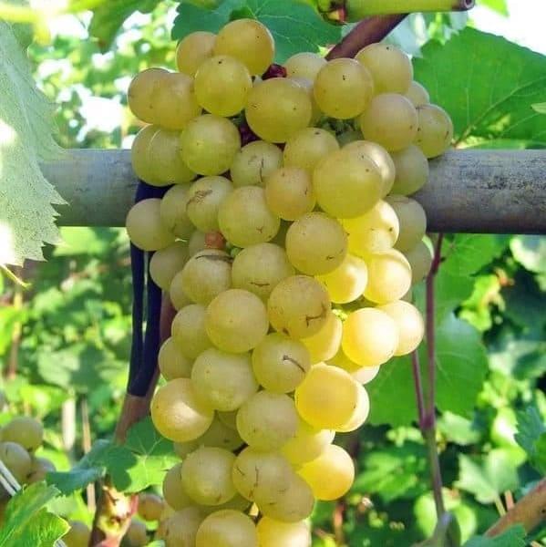 grapes